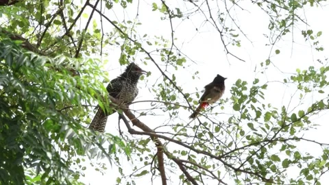 MMH-000 144 Nightingale Attacking Quail on Tree Branch in Wild Stock Footage 339502913