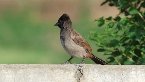 MMH-000 164 Red-vented Bulbul Fledgling Listening to Mother Call and Flying Away Stock Footage 339775111