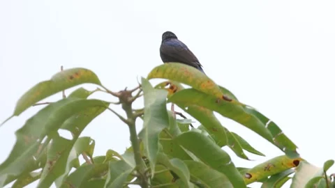 MMH-000 166 Tiny Elusive Bird Perched on Green Bush with Natural Audio Stock Footage 339732046