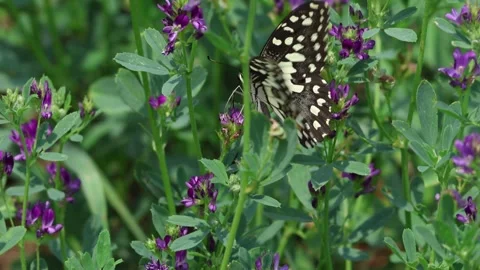 MMH-000 172 Sharp Close Up of Lime Butterfly Feeding on Purple Flowers Stock Footage 339776561