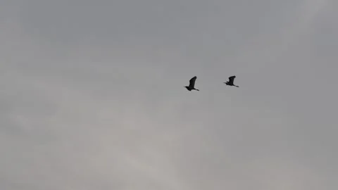 MMH-000 183 Two Herons Flying in Sky Towards Night Destination During Dusk Stock Footage 339862572
