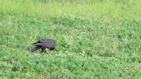 MMH-000 187 Large Crow Bird in Green Field Eating Red Melon Stock Footage 339859641