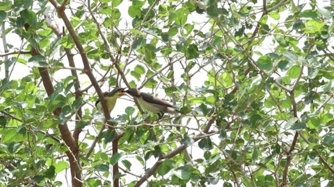 MMH-000 191 Tiny Wild Bird Feeding Her Chicks in Tree Close Up Stock Footage 340012544