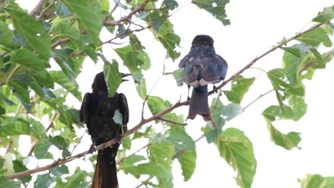 MMH-000 194 Two Black Drongos Singing on Green Tree Branches in Natural Habitat Stock Footage 340240145