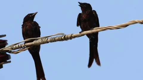 MMH-000 196 Two Black Drongos Interacting and Perched on Electric Power Cable Stock Footage 340239036