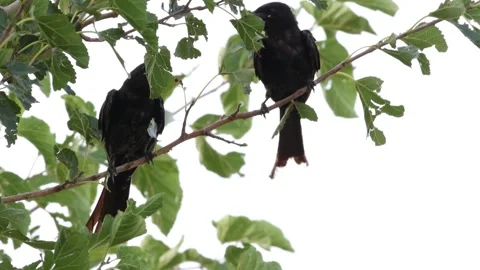 MMH-000 199 Two Black Drongos Singing Together in Natural Green Tree Branches Stock Footage 340240341