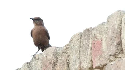 MMH-000 206 Small Bird Perched Calmly on Wall Amidst Outdoor Noise Stock Footage 340239728