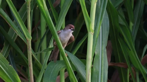 MMH-000 207Small  Long Tailed Bird Alert Near Nest in Green Maize Crop Stock Footage 340241700
