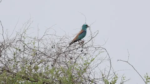 MMH-000 214 Indian Roller Bird Perched on Dry Branch Under Overcast Sky Stock Footage 340239376