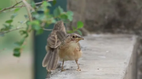 MMH-000 215 Sharp Close Up of Jungle Babbler Bird jumping on wall Stock Footage 340239211