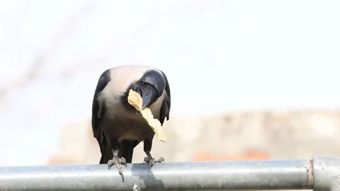 MMH-000 224 Crow Taking Bread and Flying Away, Close Up 4K Stock Footage 340913054