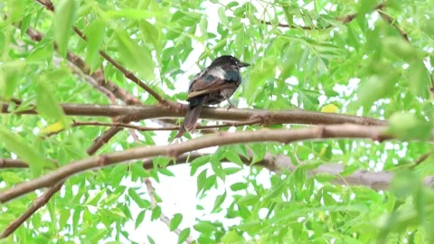 MMH-000 227 Bird Singing on Branch as Falling Branch Startles it to Fly Away Stock Footage 340951089