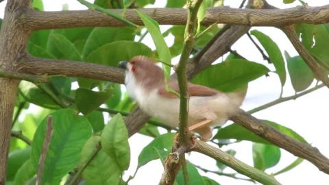 MMH-000 231 Small Bird Perched on Tree Branch Jumping and Calling in Sunlight Stock Footage 341153217