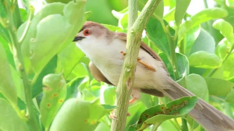 MMH-000 232 Small Bird Perched on Green Branch Hiding Behind Leaves Stock Footage 340951706