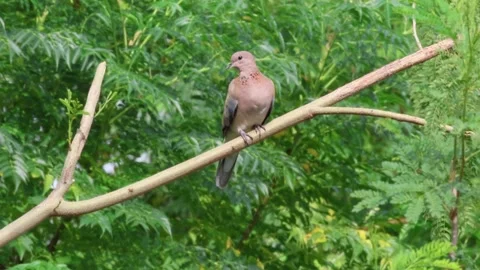 MMH-000 233 Small Dove Perched on Tree Branch in Lush Green branches Stock Footage 340952908