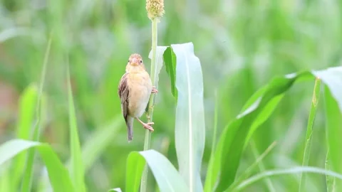MMH-000 237 Small Bird Perched on Bajra Millet Stalk in Green Field Flying Away Stock Footage 340955813