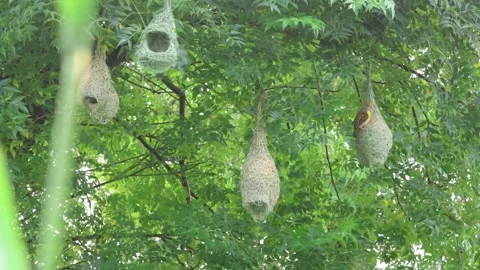 MMH-000 251 Multiple Weaver Bird Nests Swaying in Strong Wind with Ambient Audio Stock Footage 342152749