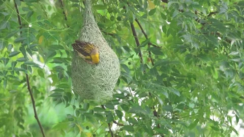MMH-000 252 Close-Up of Baya Weaver Building Nest in Lush Green Foliage Stock Footage 342190059