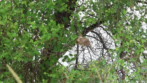 MMH-000 253 Two Common Babblers Calling in Jujube Tree Branches with Alarm Call Stock Footage 342321489