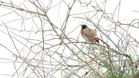 MMH-000 256 Red-Vented Bulbul Perched on Leafless Plant Branch Stock Footage 342452755