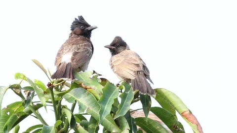 MMH-000 257 Two Young Red-Vented Bulbuls Perched on Top Branch Stock Footage 342453408