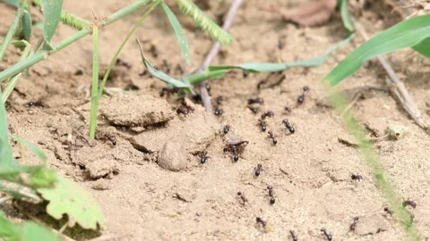 MMH-000 261 Ants Moving on Green Leaves in Closeup Stock Footage 342926491