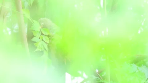 MMH-000 269 Pair of Seven Sisters Birds Perched in Bright Green Summer Foliage Stock Footage 343436090