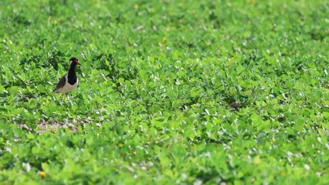 MMH-000 41 Red-Wattled Lapwing Foraging in Green Peanut Field Stock Footage 337939405