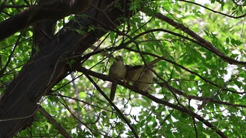 MMH-000 46 Three Jungle Babbler Birds Perched on a Tree Branch Stock Footage 337941577