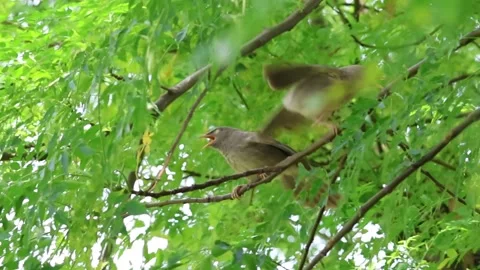 MMH-000 56 Two Common Babblers in Tree Branch Close Up Stock Footage 337985556
