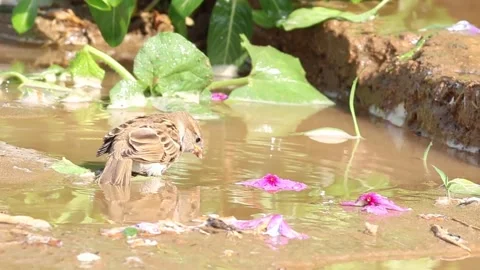 MMH-000 62 2 Cute young Sparrow bathing in Water with red petals Stock Footage 338124755