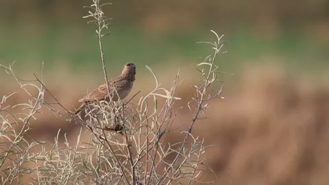 MMH-000 70 close up of Crested lark with insect . Stock Footage 338227376