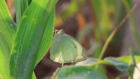 MMH-000 76  Macro Shot of Green Butterfly Perched on Leaf Backlit by Sunlight Stock Footage 338302472
