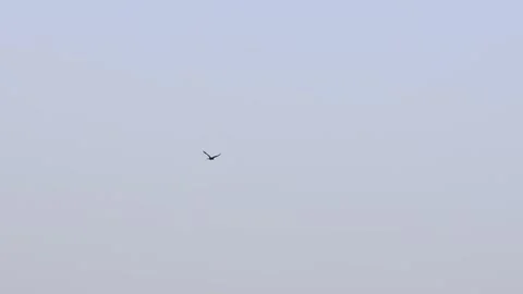 MMH-000 77 Crow Flying Across Sky and Landing on Jujube Tree by Field Stock Footage 338304166