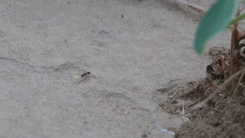MMH-000 79 Macro Close Up of Two Way Ant Traffic on Sandy Ground Trail Stock Footage 338304537