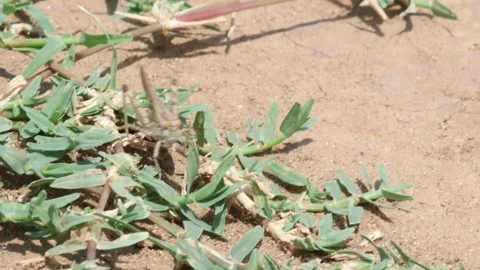 MMH-000 91 Close Up of Small Insect Camouflaged in Green Grass and Dirt Stock Footage 338358410