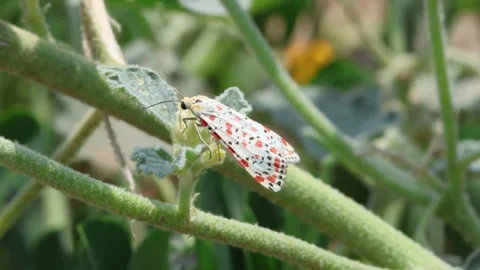 MMH-000 92 Macro Shot of Tiny Patterned Butterfly Rested on Wild Plant Stem Stock Footage 338358441