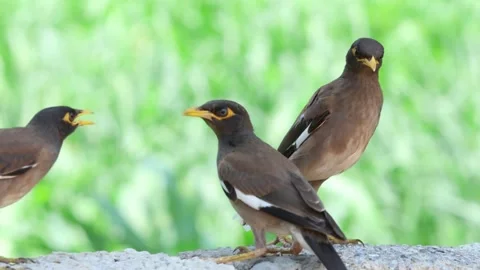 MMH-000 93 Close Up of Two Mynah Birds Quarreling on Stone Wall Stock Footage 338358473
