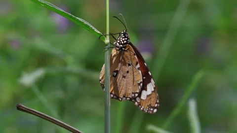 MMH-000 94 Macro Close Up of Butterfly Perched on Green Stem in Meadow Stock Footage 338358913
