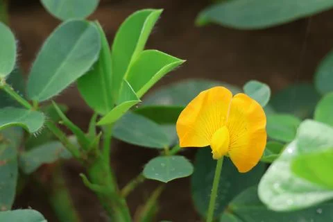MMH-111 151 Macro Closeup of Yellow Peanut Flower (Arachis hypogaea) Stock Photos