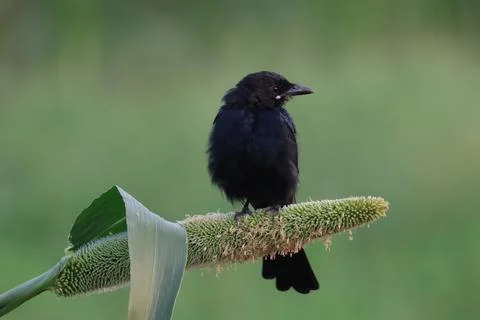 MMH-111 162 Side View Close-Up of Black Drongo Perched on Millet Plant Stock Photos