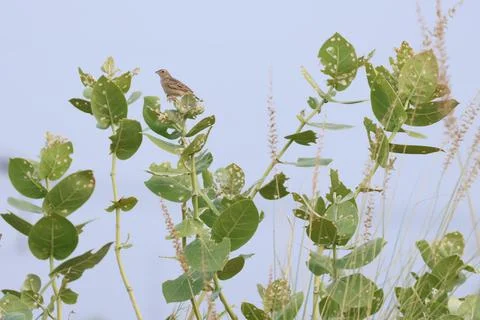 MMH-111 162 Tiny Monsoon Singing Bird Perched on Wild Plant Leaves Stock Photos