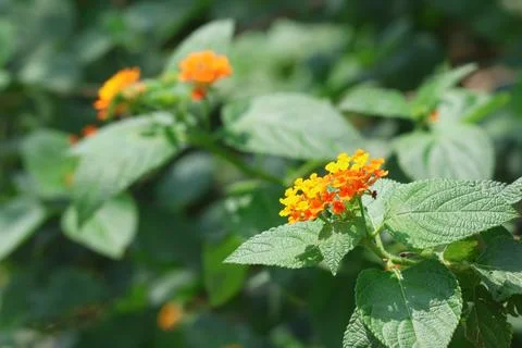 MMH-111 167 Alternative Angle of Lantana Wildflowers Blooming in Foliage Stock Photos