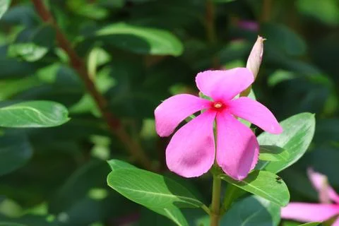 MMH-111 170 Close-Up of Single Pink Periwinkle Flower Blooming in Garden Stock Photos
