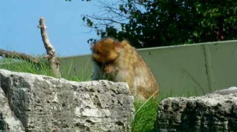 Mmonkey Stock Footage 510519