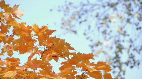 MN fall colors Stock-Footage 865838