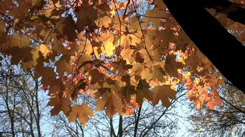 MN fall leaves Stock-Footage 866007