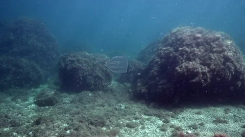 Mnemiopsis leidyi, the warty comb jelly or sea walnut Vidéo 94485200