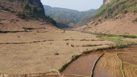 Mường Cang Patchwork Farmland Fields Across Wide Valley Floor, Than Uyên Lai Video stock 334214086