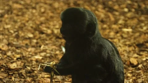 Mnky13 Stock Footage 135066785